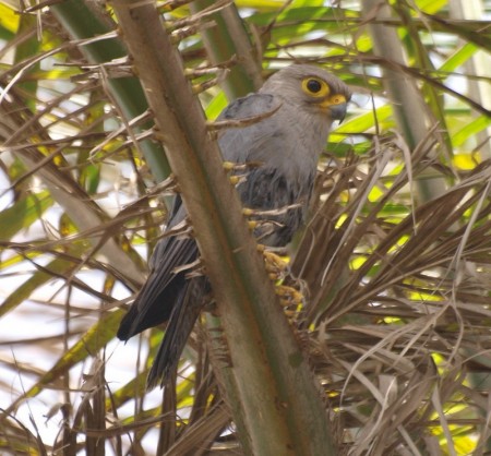 Grey Kestrel Kotu Gambia